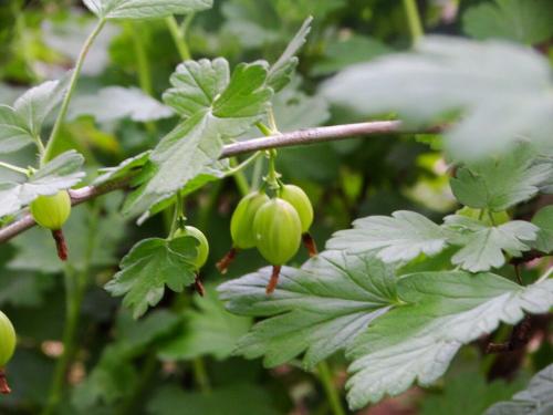 Чем подкормить крыжовник в июне для обильного плодоношения