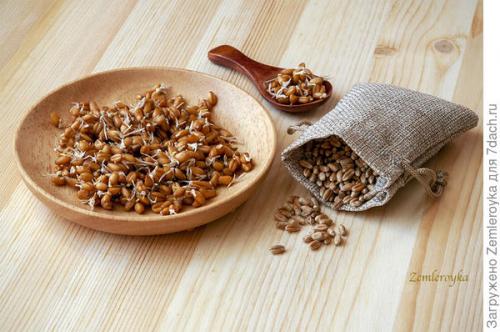 Микрозелень в банке. Микрозелень и проростки - живая еда на подоконнике