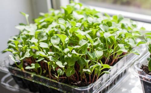 Как хранить микрозелень. Бизнес на зелени: классические и инновационные технологии выращивания