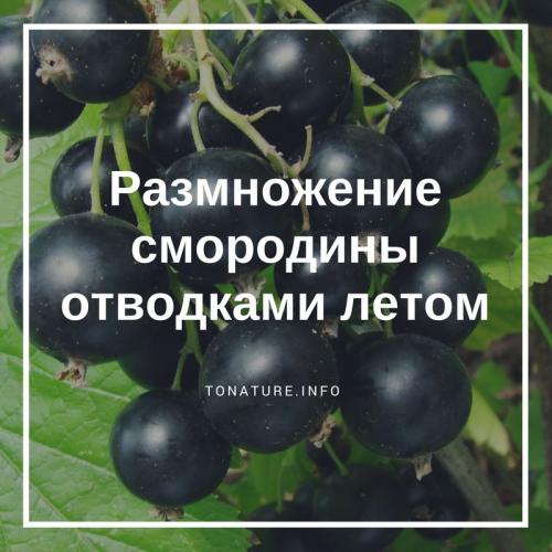 Как размножить черенками смородину летом. ???????????? ??????????? ????????? 06 Как размножить черенками смородину летом. ???????????? ??????????? ????????? 06