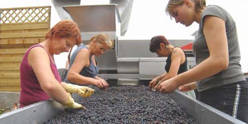 Вино из кислого винограда. Какой сорт винограда самый лучший?