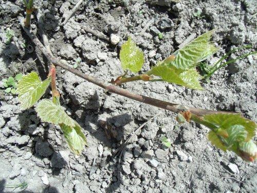 Можно ли посадить виноград осенью. Необходимые действия весной