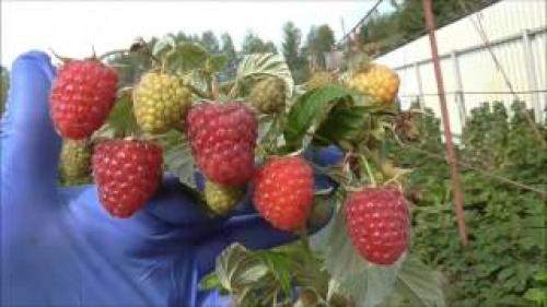 Сорта ремонтантной малины В Украине. Лучшие Ремонтантные Сорта Малины В Украине