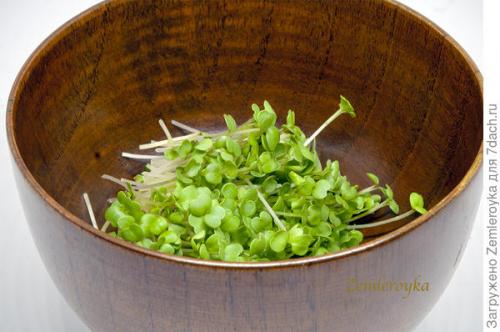 Микрозелень в банке. Микрозелень и проростки - живая еда на подоконнике