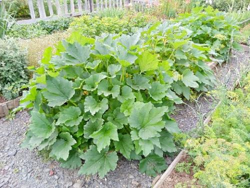 Полив кабачков во время плодоношения. Навигация по записям