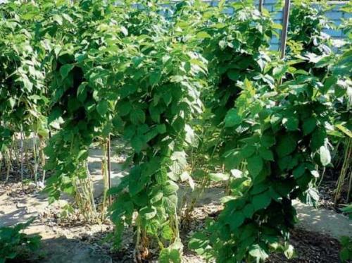 Ремонтантная малина, что значит. Что значит ремонтантная малина 02