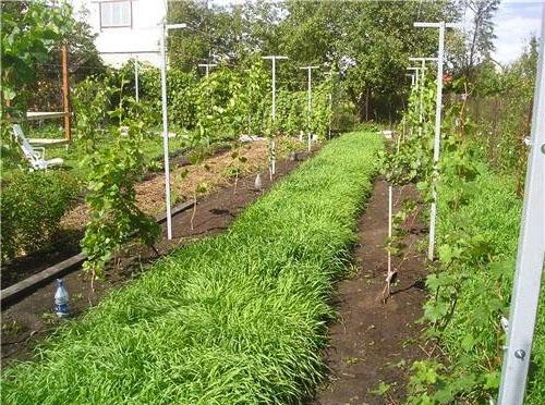 Уход за виноградом осенью на Кубани. Особенности ухода 09