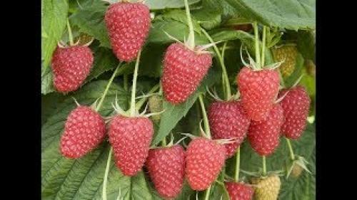 Сорта ремонтантной малины В Украине. Лучшие Ремонтантные Сорта Малины В Украине