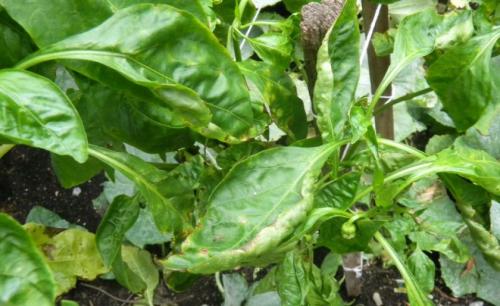 У перцев опадают листья. Основные причины опадения листьев перца 08 У перцев опадают листья. Основные причины опадения листьев перца 08