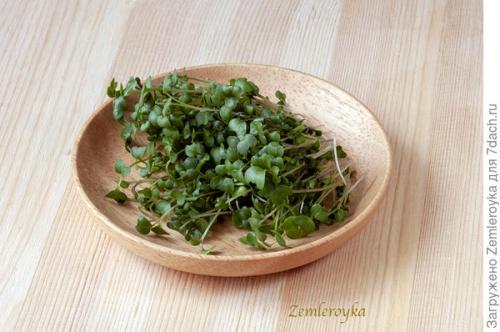 Микрозелень в банке. Микрозелень и проростки - живая еда на подоконнике