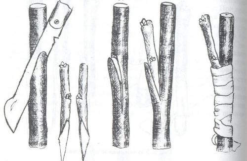Как правильно осенью привить яблоню. Как правильно привить яблоню осенью