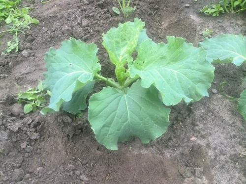 Как уничтожить гусениц на капусте народные средства. Чем обработать капусту от гусениц. Лучшие народные средства