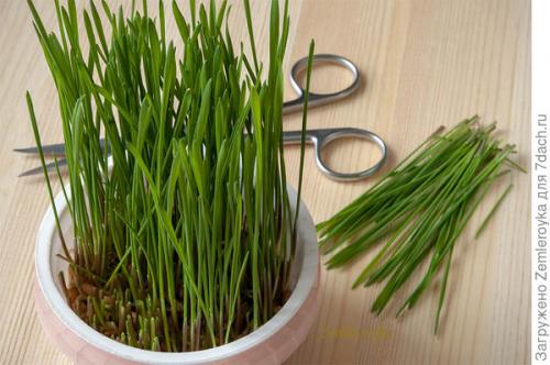 Микрозелень в банке. Микрозелень и проростки - живая еда на подоконнике