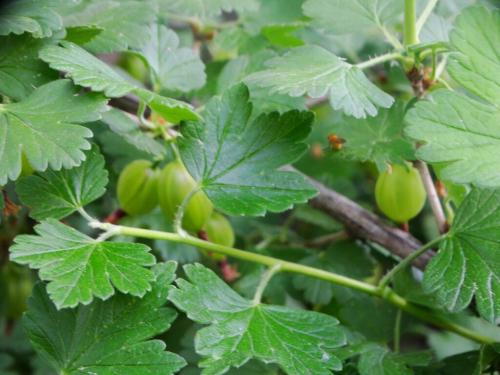 Чем подкормить крыжовник в июне для обильного плодоношения