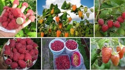 Сорта ремонтантной малины В Украине. Лучшие Ремонтантные Сорта Малины В Украине