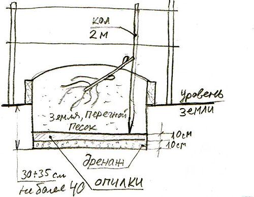 Можно ли посадить виноград осенью. Необходимые действия весной 05