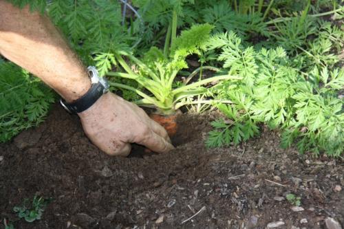 Чем отпугнуть мышей с грядок. Разновидности огородно-дачных вредителей 03 Чем отпугнуть мышей с грядок. Разновидности огородно-дачных вредителей 03