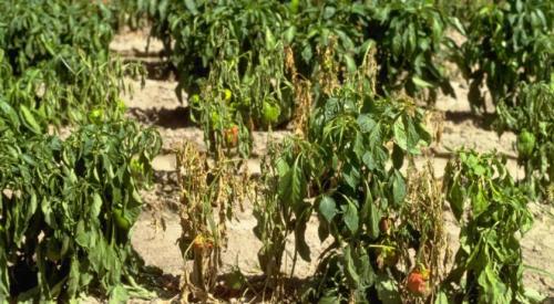 У перцев опадают листья. Основные причины опадения листьев перца 05 У перцев опадают листья. Основные причины опадения листьев перца 05