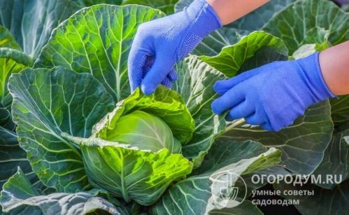 Препараты от гусениц на капусте. Химия против гусениц