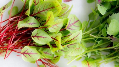 Как хранить микрозелень. Бизнес на зелени: классические и инновационные технологии выращивания