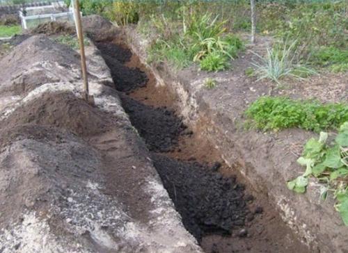 Когда и как заготовить черенки винограда. Как грамотно заготовить черенки 03 Когда и как заготовить черенки винограда. Как грамотно заготовить черенки 03