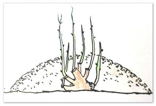 Размножение смородины делением куста. Как размножить смородину. Размножение черной смородины отводками (фото) и делением куста.