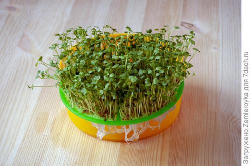 Микрозелень в банке. Микрозелень и проростки - живая еда на подоконнике