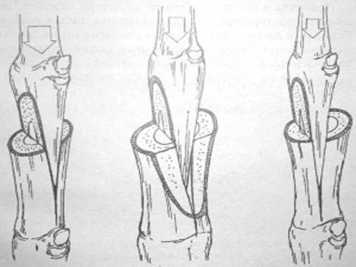 Когда собирать виноград лидия. Посадка и размножение