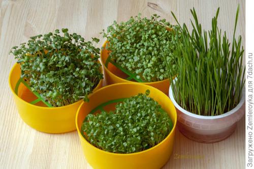 Микрозелень в банке. Микрозелень и проростки - живая еда на подоконнике