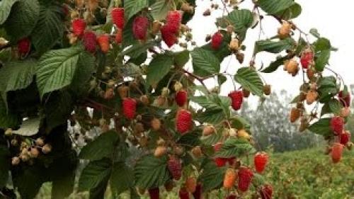 Сорта ремонтантной малины В Украине. Лучшие Ремонтантные Сорта Малины В Украине