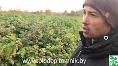 Сорта ремонтантной малины В Украине. Лучшие Ремонтантные Сорта Малины В Украине