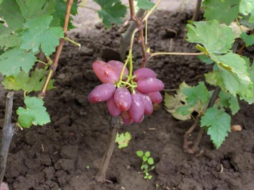 Можно ли посадить виноград осенью. Необходимые действия весной