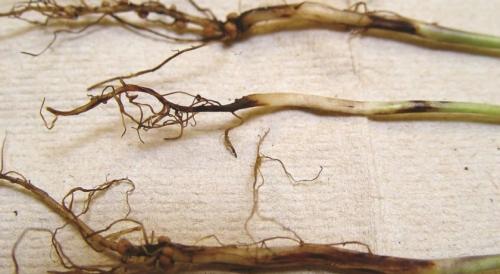 У перцев опадают листья. Основные причины опадения листьев перца 01 У перцев опадают листья. Основные причины опадения листьев перца 01