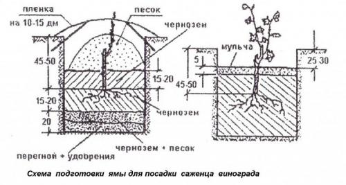Когда и как заготовить черенки винограда. Как грамотно заготовить черенки 05 Когда и как заготовить черенки винограда. Как грамотно заготовить черенки 05