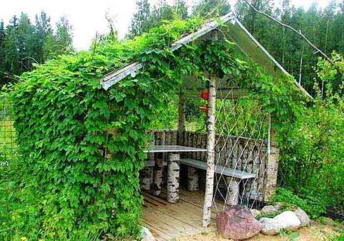 Беседка из девичьего винограда. Виды