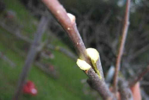 Как правильно осенью привить яблоню. Как правильно привить яблоню осенью