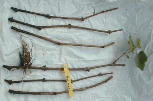 Когда и как заготовить черенки винограда. Как грамотно заготовить черенки 07 Когда и как заготовить черенки винограда. Как грамотно заготовить черенки 07