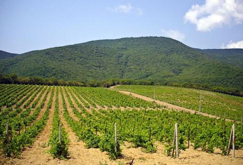 Уход за виноградом осенью на Кубани. Особенности ухода 02