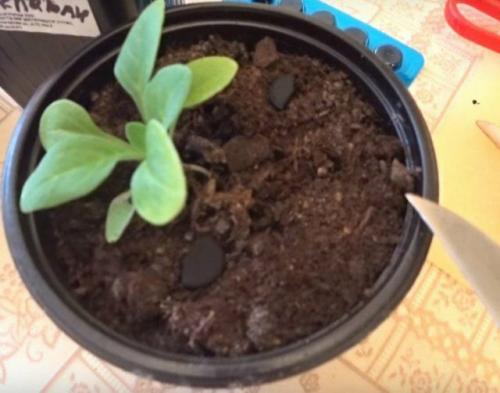 Древесный уголь, как удобрение для комнатных растений. Активированный уголь: отличная подкормка для комнатных цветов. Особенности применения