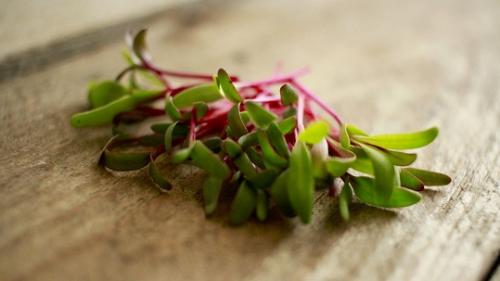 Как хранить микрозелень. Бизнес на зелени: классические и инновационные технологии выращивания