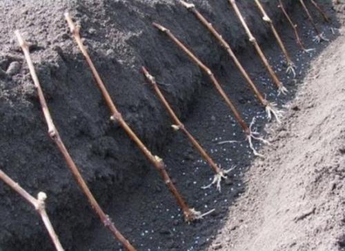 Когда и как заготовить черенки винограда. Как грамотно заготовить черенки 04 Когда и как заготовить черенки винограда. Как грамотно заготовить черенки 04