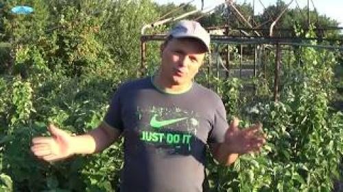 Сорта ремонтантной малины В Украине. Лучшие Ремонтантные Сорта Малины В Украине