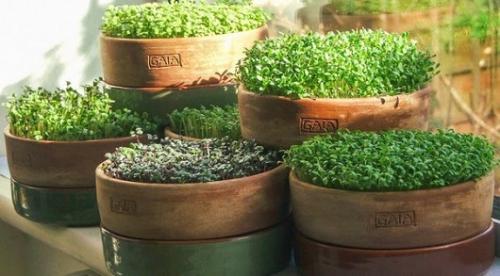 Как хранить микрозелень. Бизнес на зелени: классические и инновационные технологии выращивания