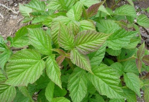 Чем подкормить малину осенью. Подкормка садовой малины с весны до осени