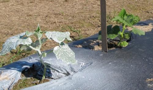 Мульчирование. Правила мульчирования