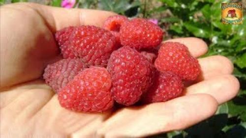 Сорта ремонтантной малины В Украине. Лучшие Ремонтантные Сорта Малины В Украине