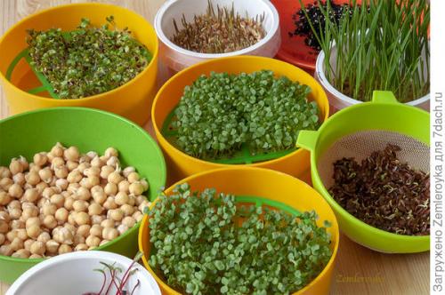 Микрозелень в банке. Микрозелень и проростки - живая еда на подоконнике