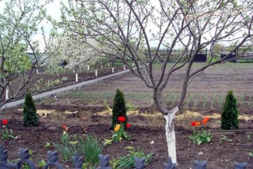 Уход за садом поздней осенью. Уход за садом осенью: основные правила и рекомендации