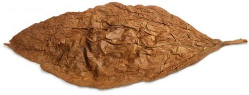 Когда и как убирать табак. Сорта 07