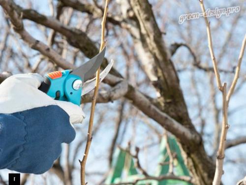 Уход за садом поздней осенью. Уход за садом осенью: основные правила и рекомендации